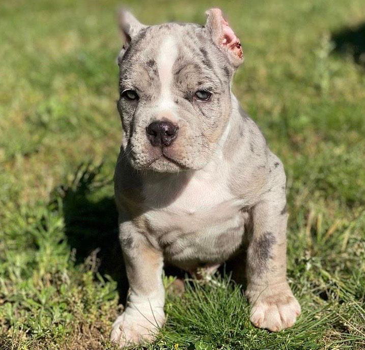 American Bully Puppy for sale