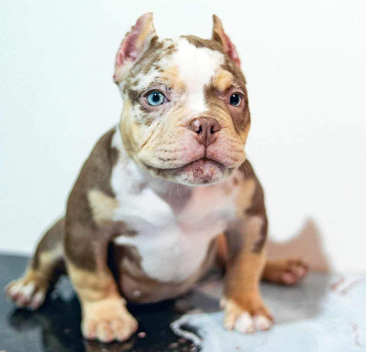 American Bully Puppy for sale